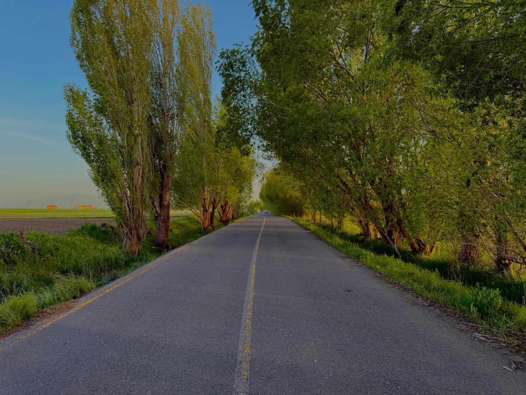 Ağrı'da ağaçlar tünel oluşturdu TRT park yolu yeniden yeşillendi