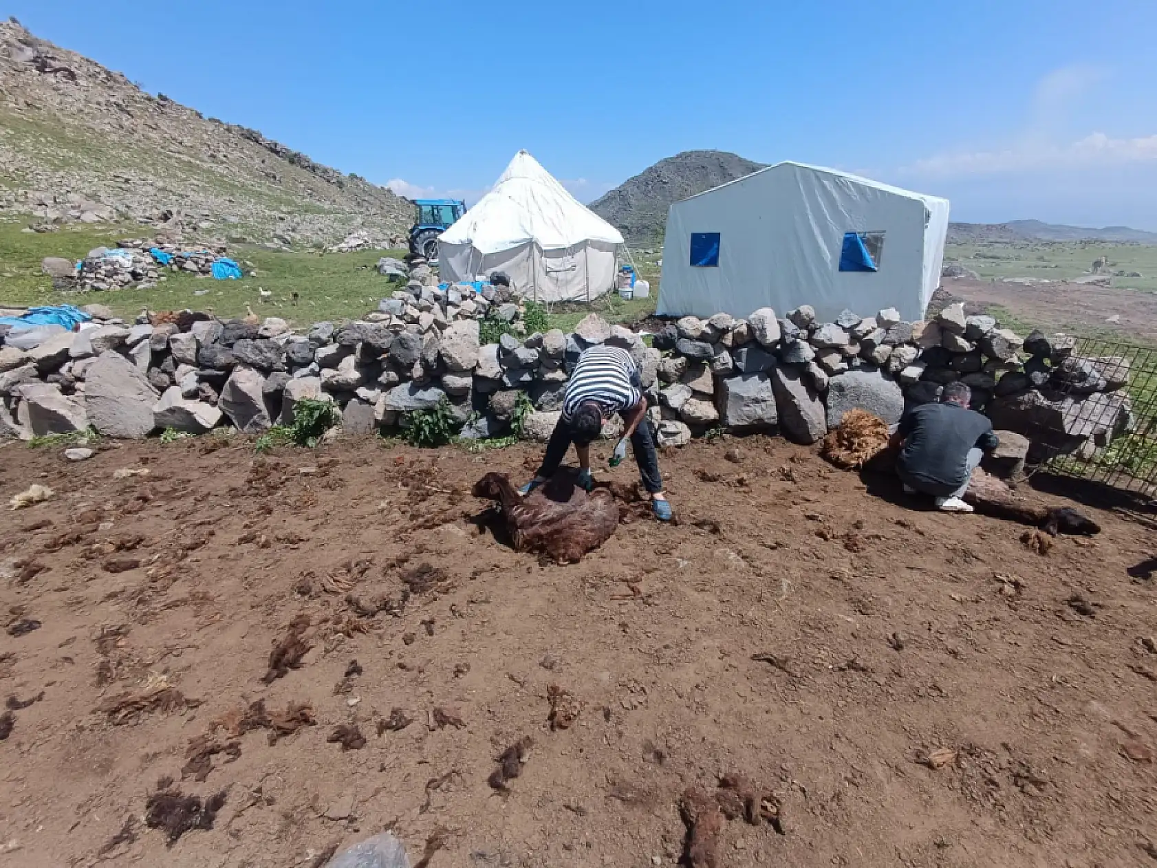 Ağrı Dağı yaylalarında koyun kırkma mesaisi başladı