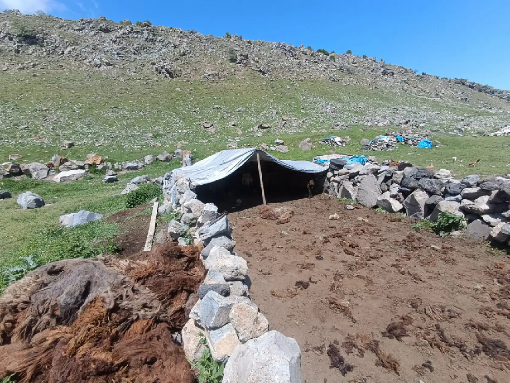 Ağrı Dağı yaylalarında koyun kırkma mesaisi başladı