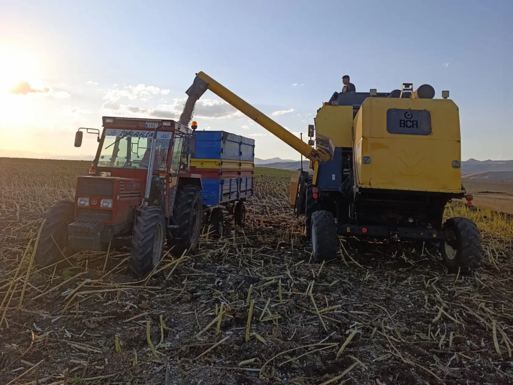 Çukuralan Köyü'nde ay çekirdeği tarlaları hareketlendi