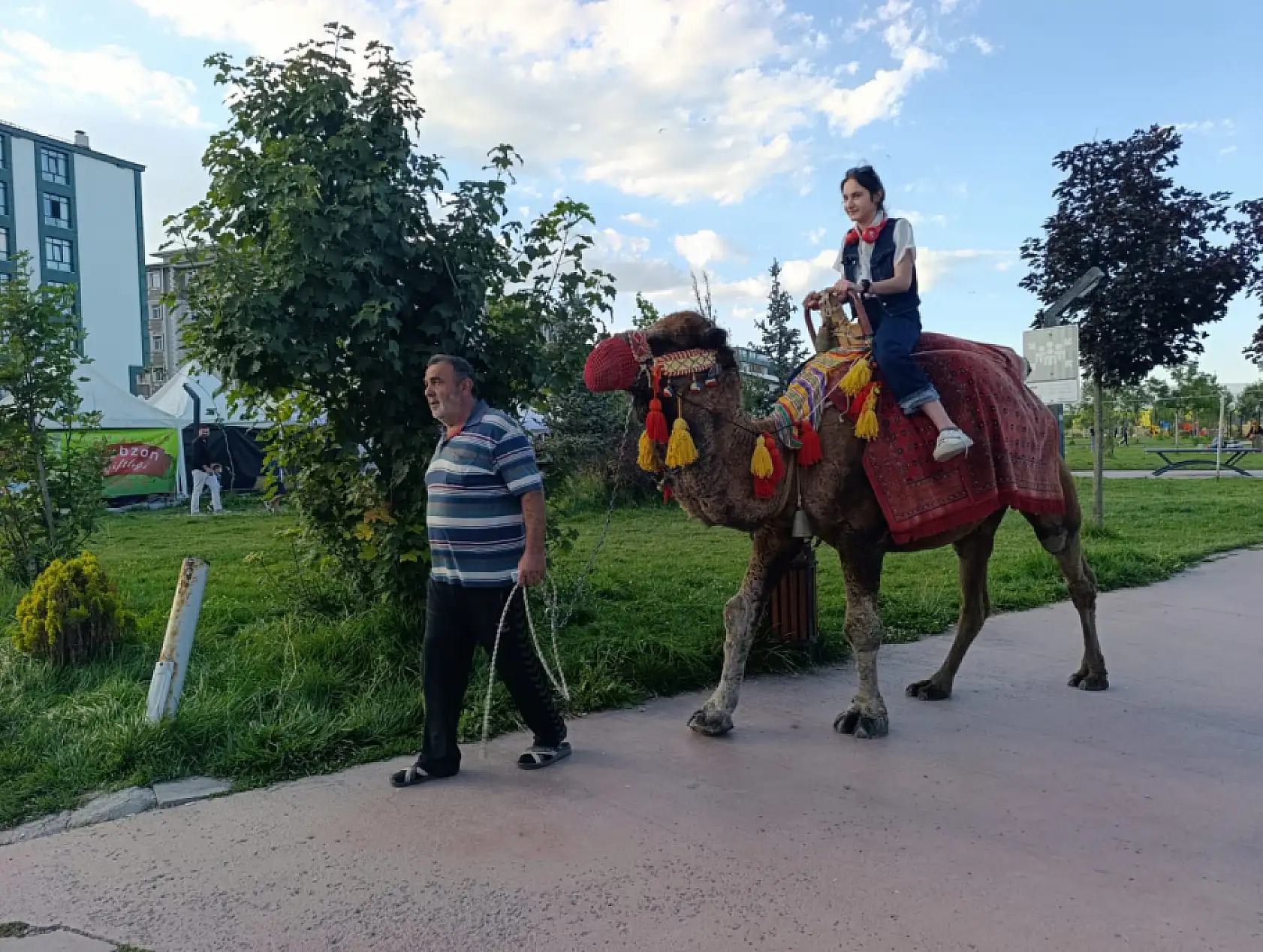 Ağrı'da gören bir daha baktı! Millet Bahçesi'ne deve geldi
