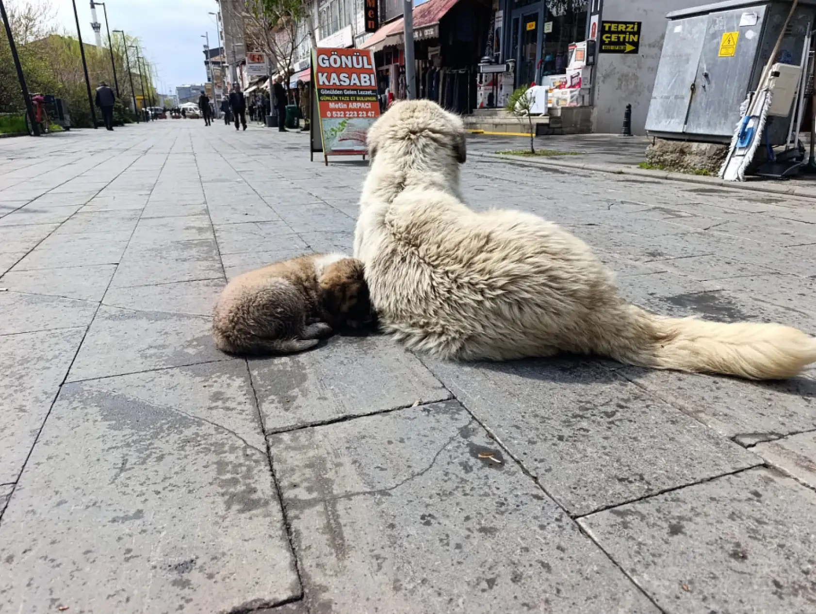 Ağrı'da kasabın önünden ayrılmayan köpekler caddenin maskotu oldular