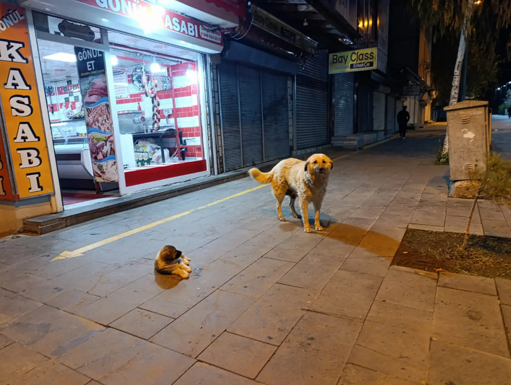Ağrı'da kasabın önünden ayrılmayan köpekler caddenin maskotu oldular