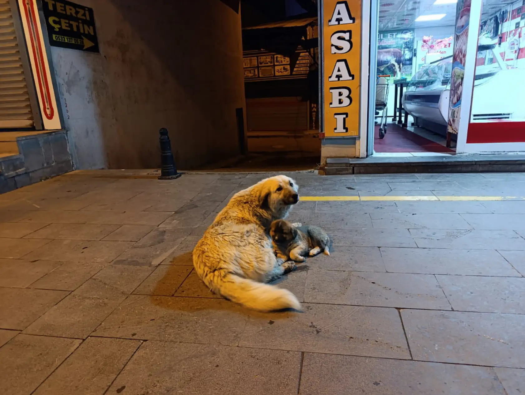 Ağrı'da kasabın önünden ayrılmayan köpekler caddenin maskotu oldular