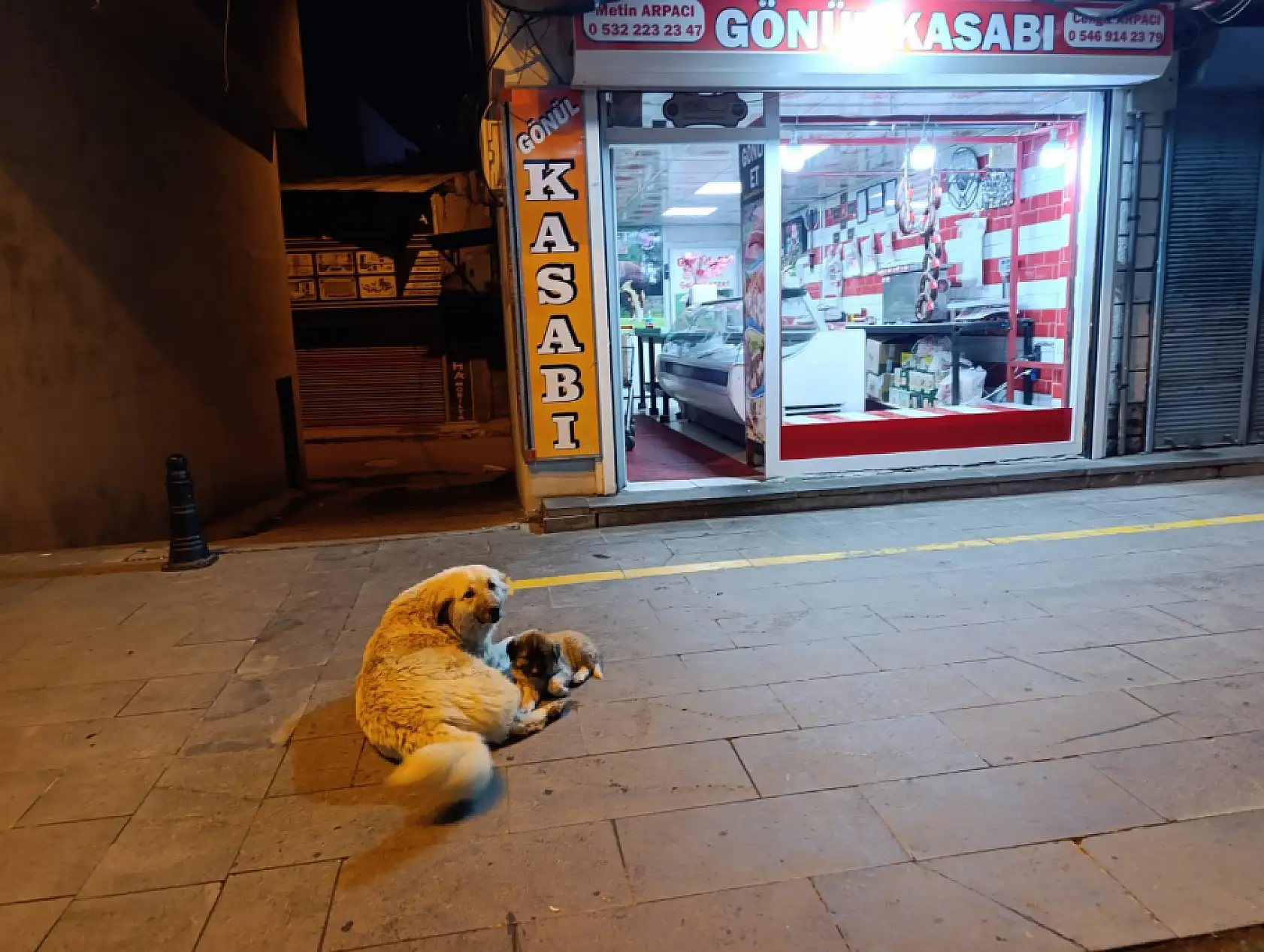 Ağrı'da kasabın önünden ayrılmayan köpekler caddenin maskotu oldular