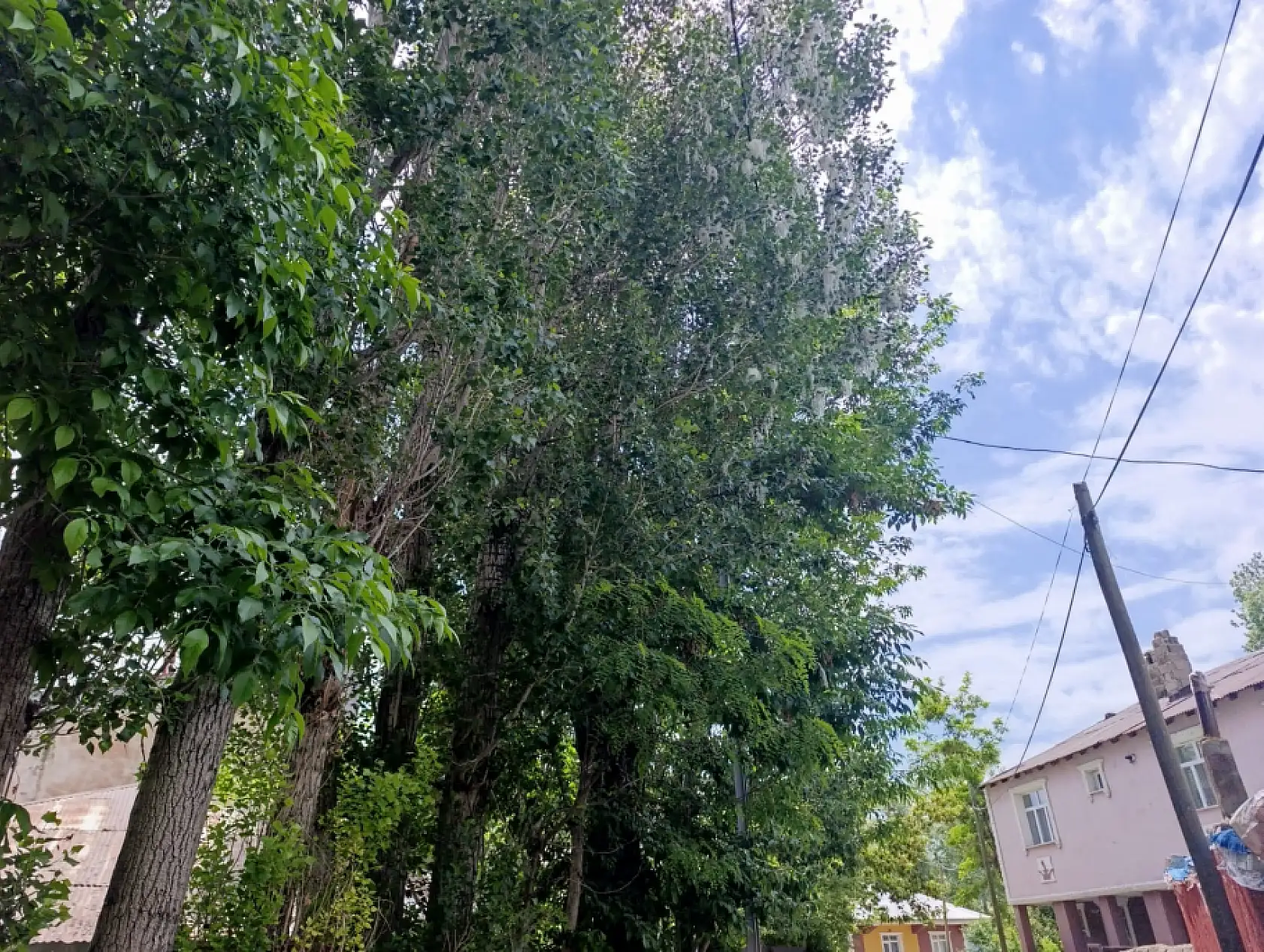 Ağrı'da kavak poleni kabusu! Vatandaşlar camlarını açamıyor