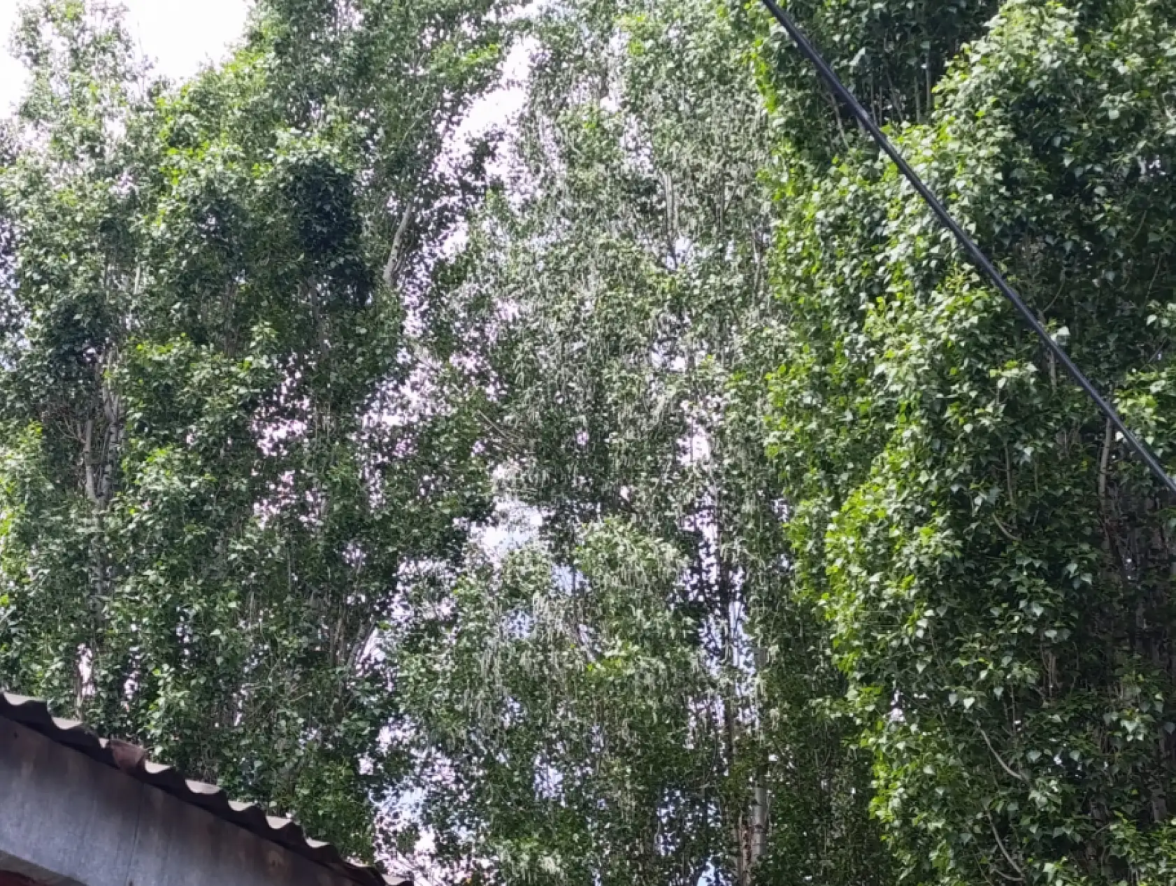Ağrı'da kavak poleni kabusu! Vatandaşlar camlarını açamıyor