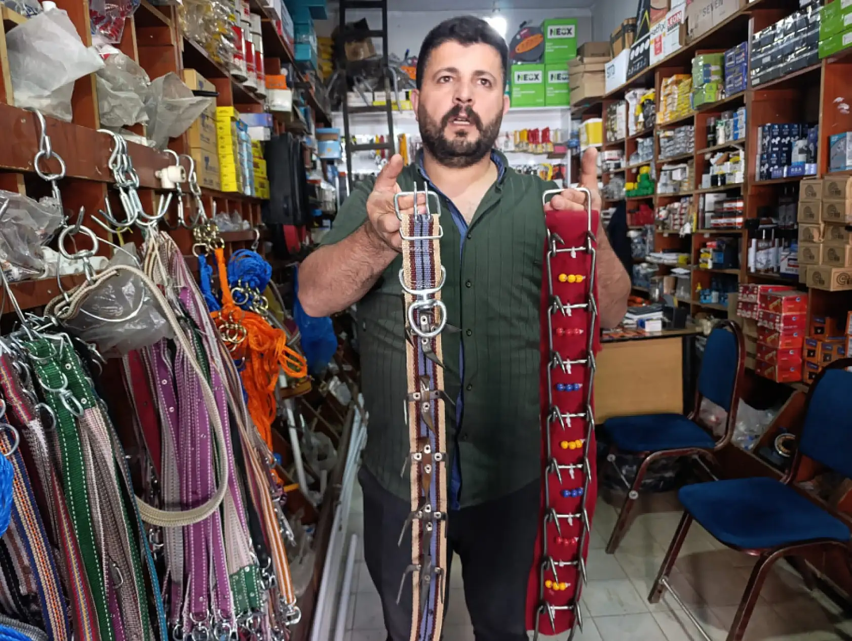 Ağrı'da Kurtlara karşı çivili önlem! Yaylacılar çoban köpeklerini böyle koruyor