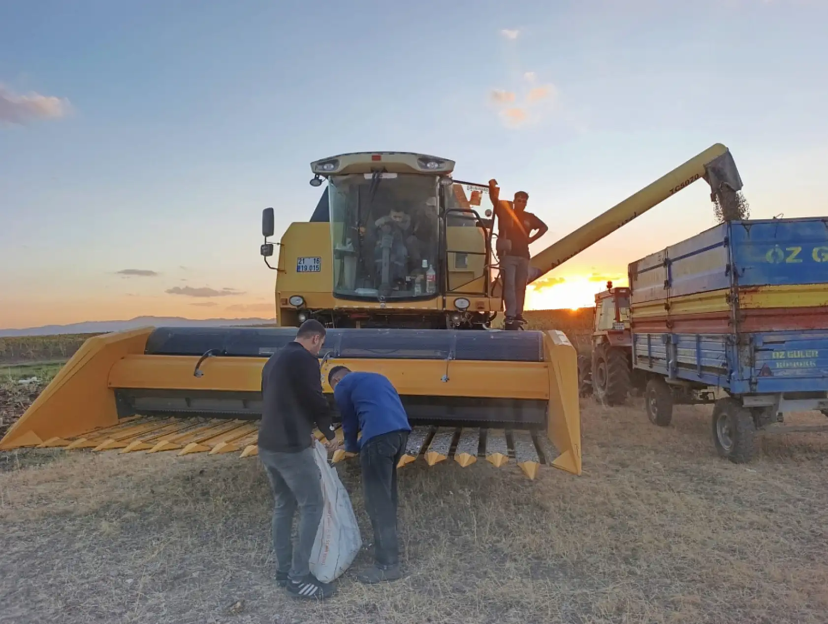 Çukuralan Köyü'nde ay çekirdeği tarlaları hareketlendi