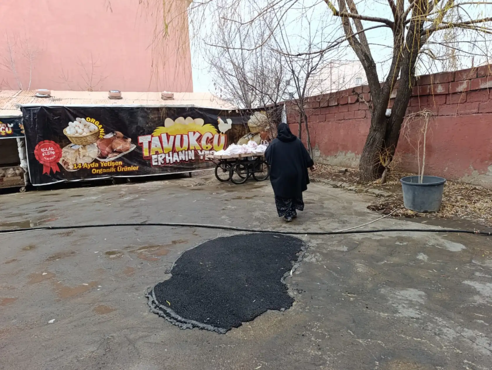 Ağrı'da her Cuma 250 aileye ücretsiz tavuk dağıtımı devam ediyor