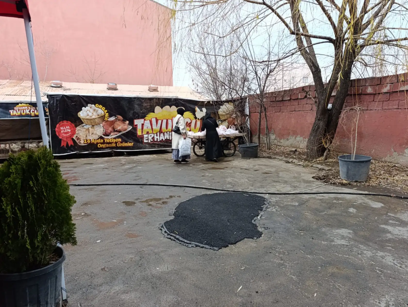 Ağrı'da her Cuma 250 aileye ücretsiz tavuk dağıtımı devam ediyor