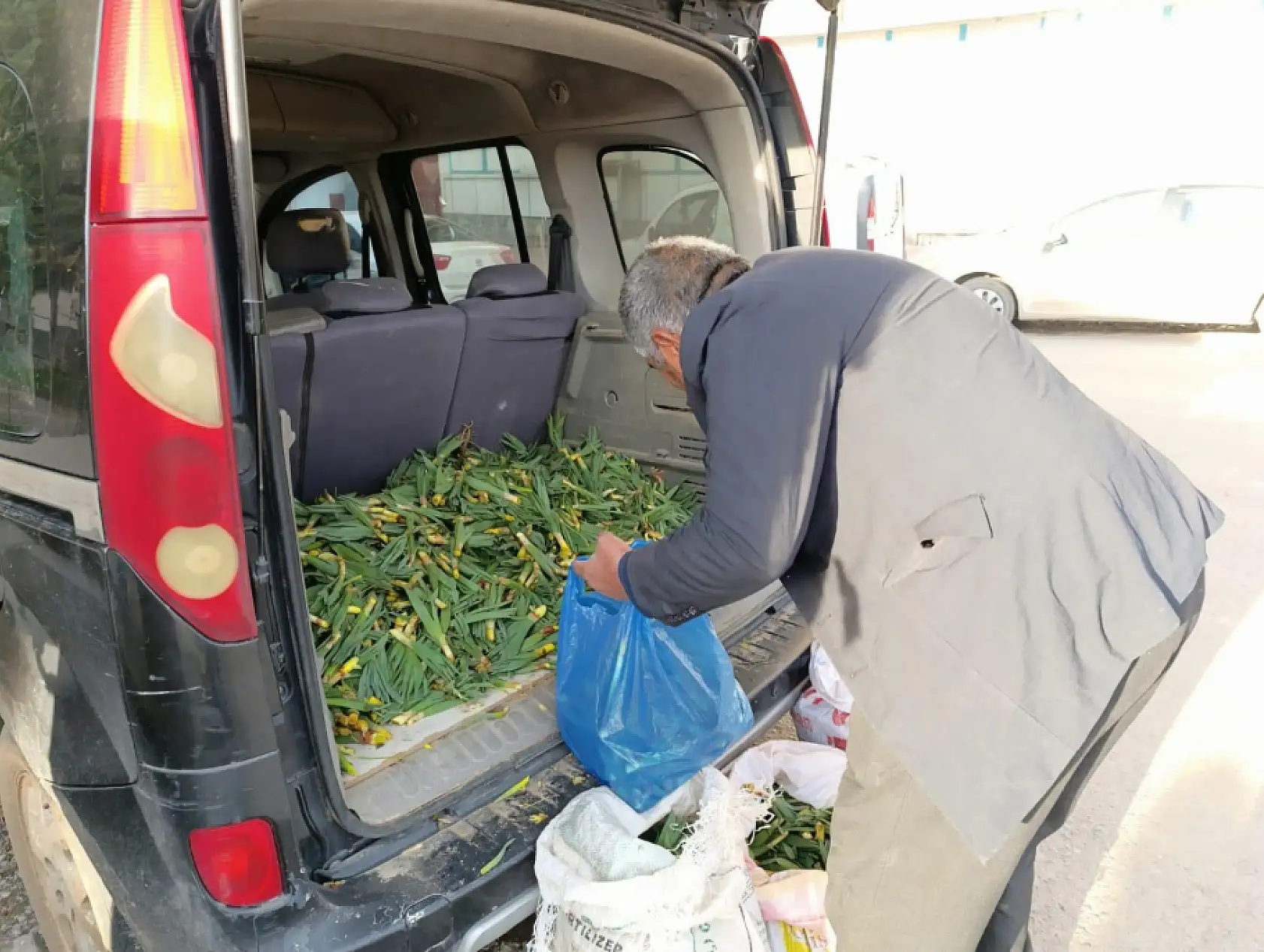 Ağrı'da gulik otunun mevsimi başladı
