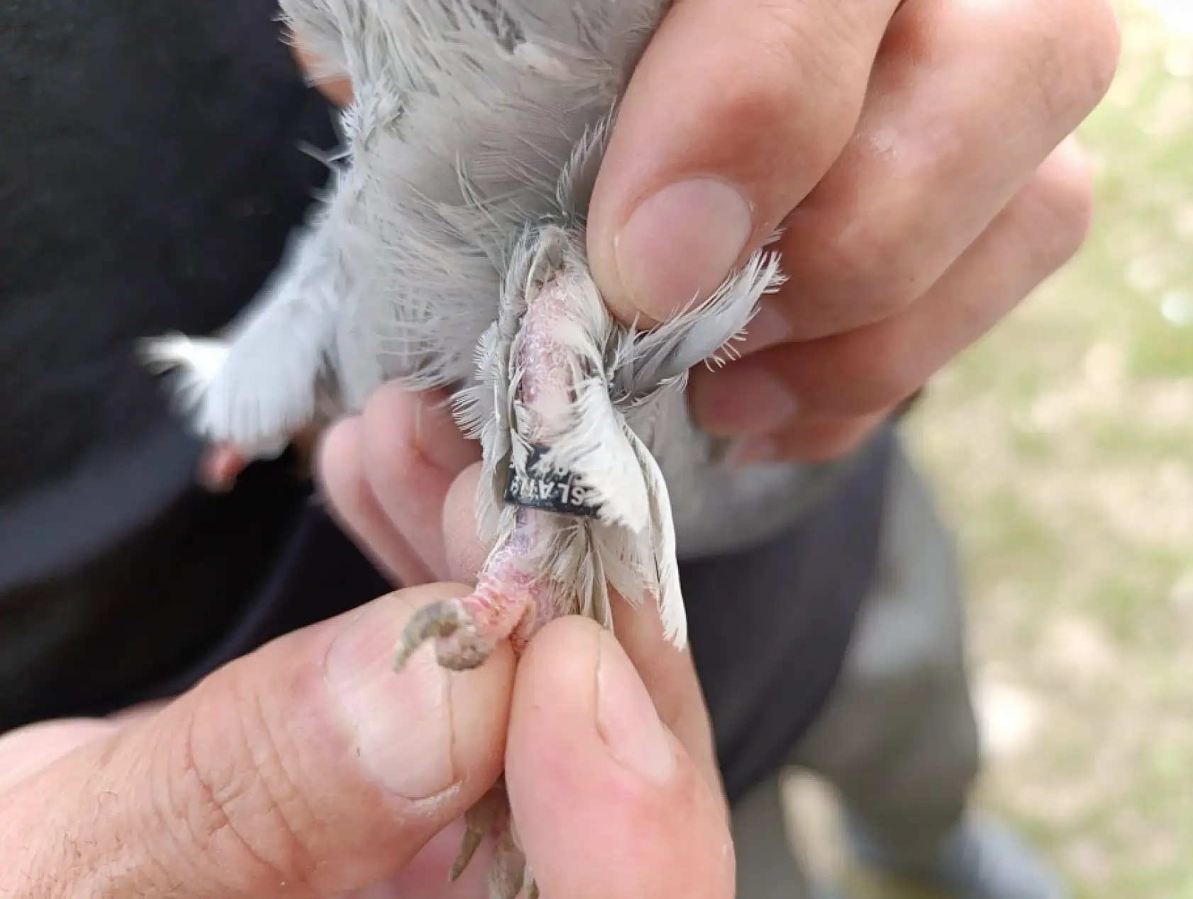 Ağrı'da kuş sevdası nesilden nesle: Kimlik halkalarıyla kuşlar güvence altında
