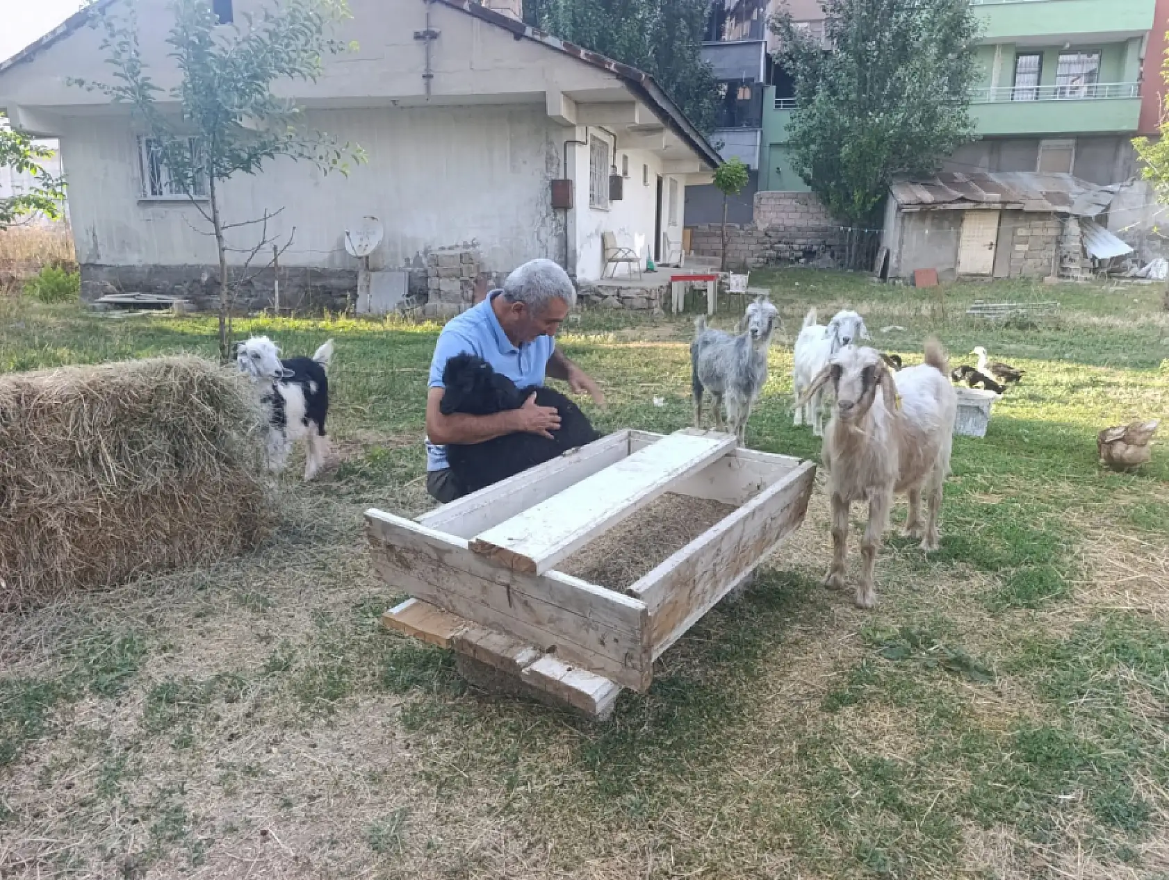 Ağrı'da bahçesini yılanlar basan emekli memur sorunu keçi ve tavuklarla çözdü