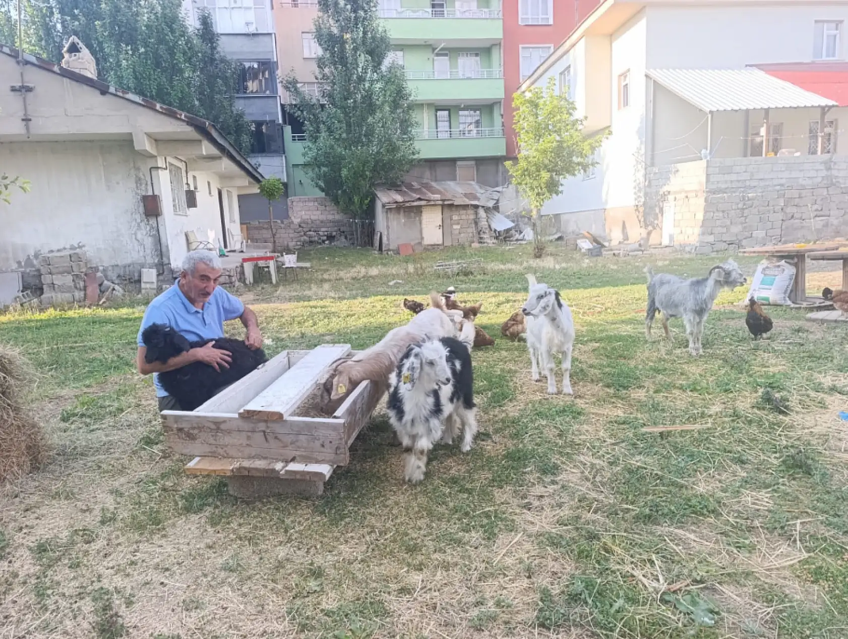 Ağrı'da bahçesini yılanlar basan emekli memur sorunu keçi ve tavuklarla çözdü