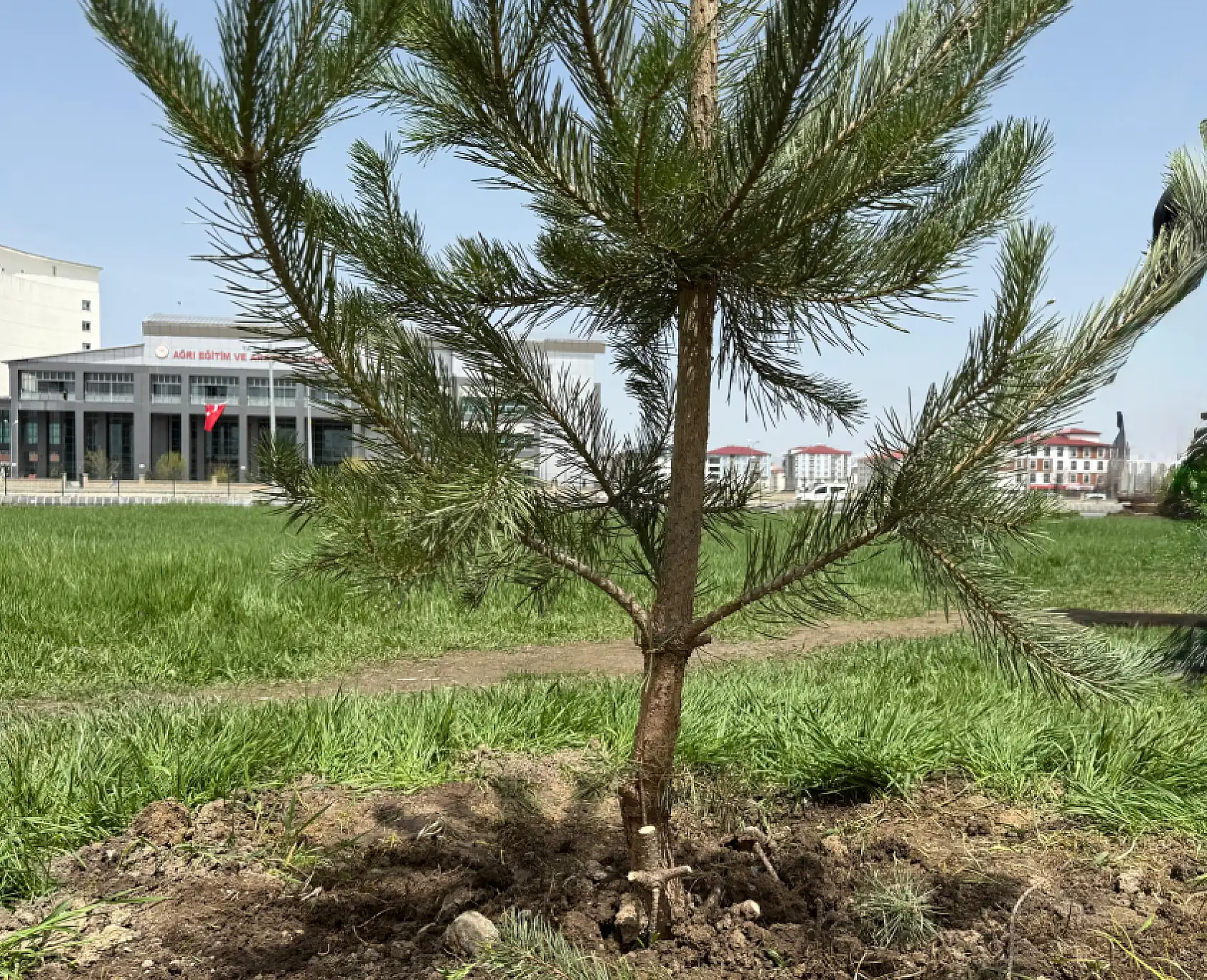 Ağrı Belediyesi'nden barış fidanlarıyla anlamlı ağaçlandırma çalışması