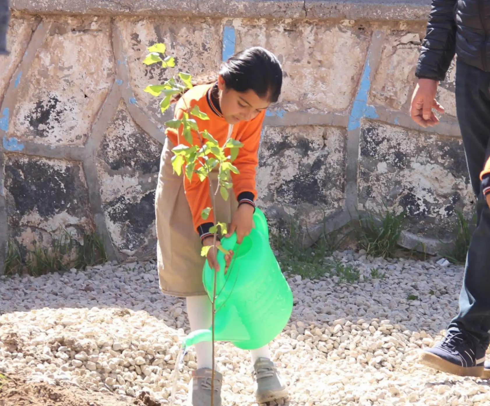 Doğubayazıt'ta öğrenciler fidan dikti yeşil gelecek için adım atıldı