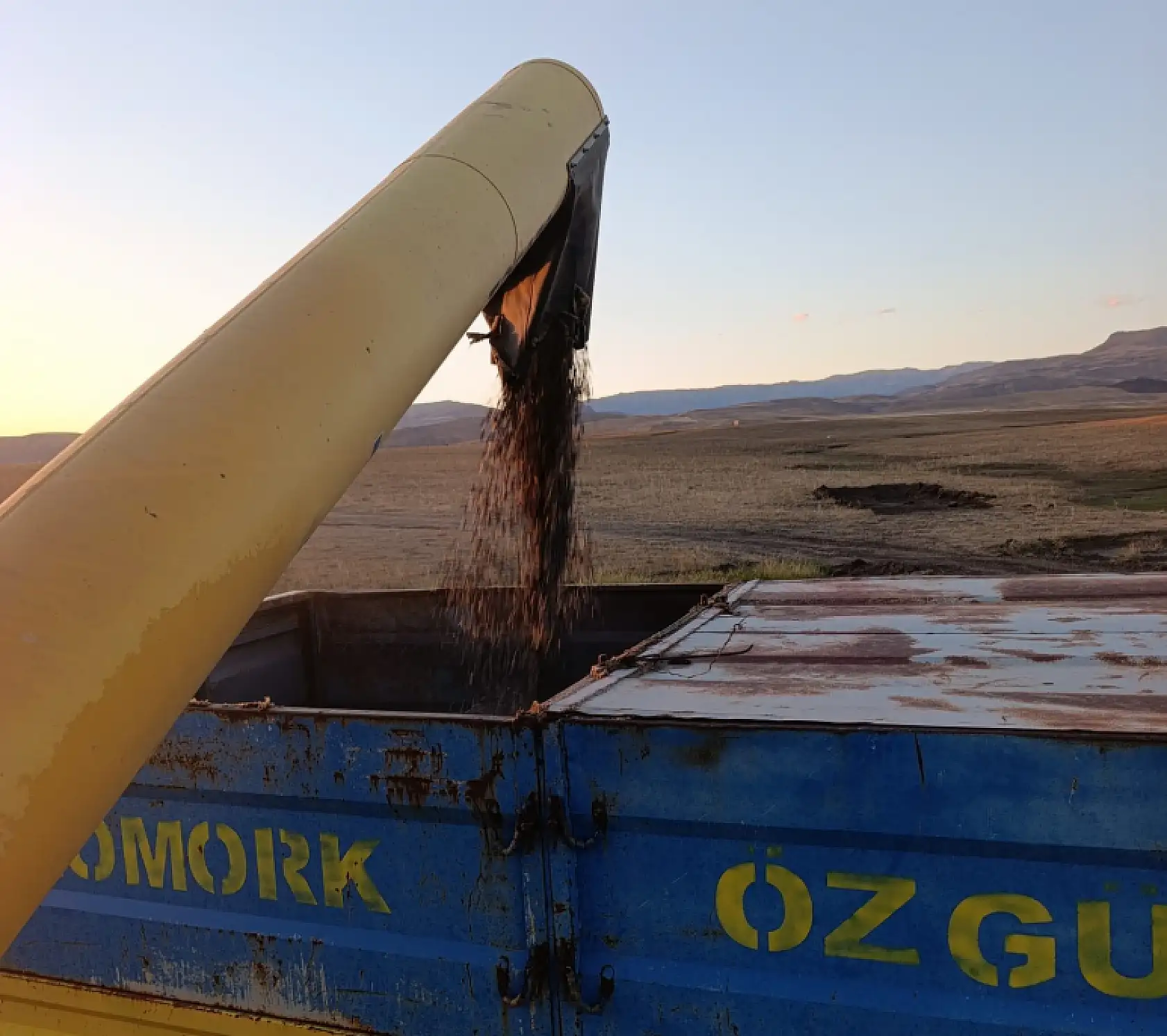 Çukuralan Köyü'nde ay çekirdeği tarlaları hareketlendi