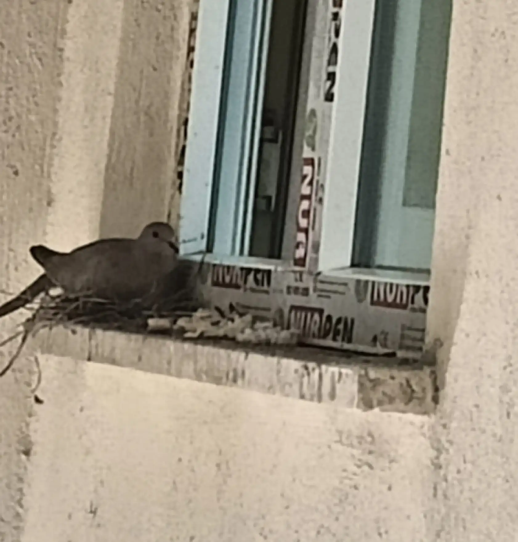 Diyadin'de mutfak penceresinde başlayan dostluk: Kumrular ailenin bir parçası oldu