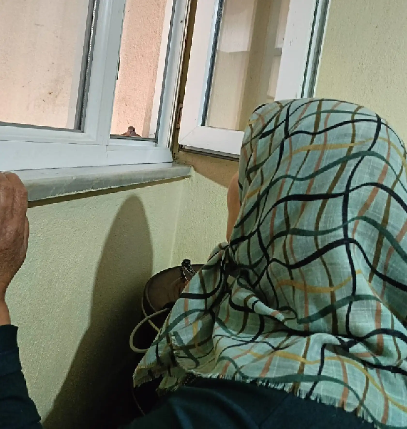 Diyadin'de mutfak penceresinde başlayan dostluk: Kumrular ailenin bir parçası oldu