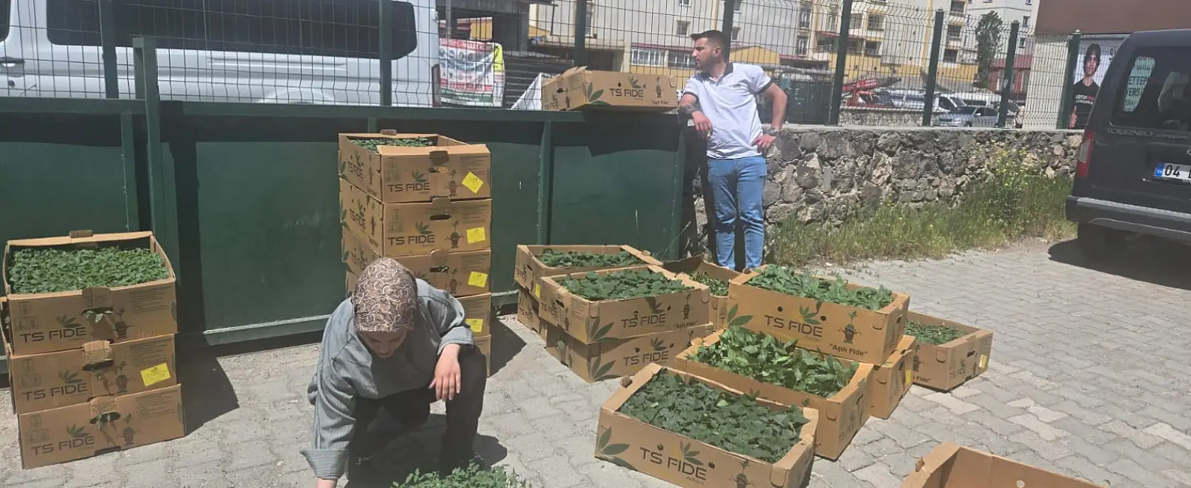 Üreticiye destek devam ediyor Ağrı'da çiftçiye fide desteği sağlandı