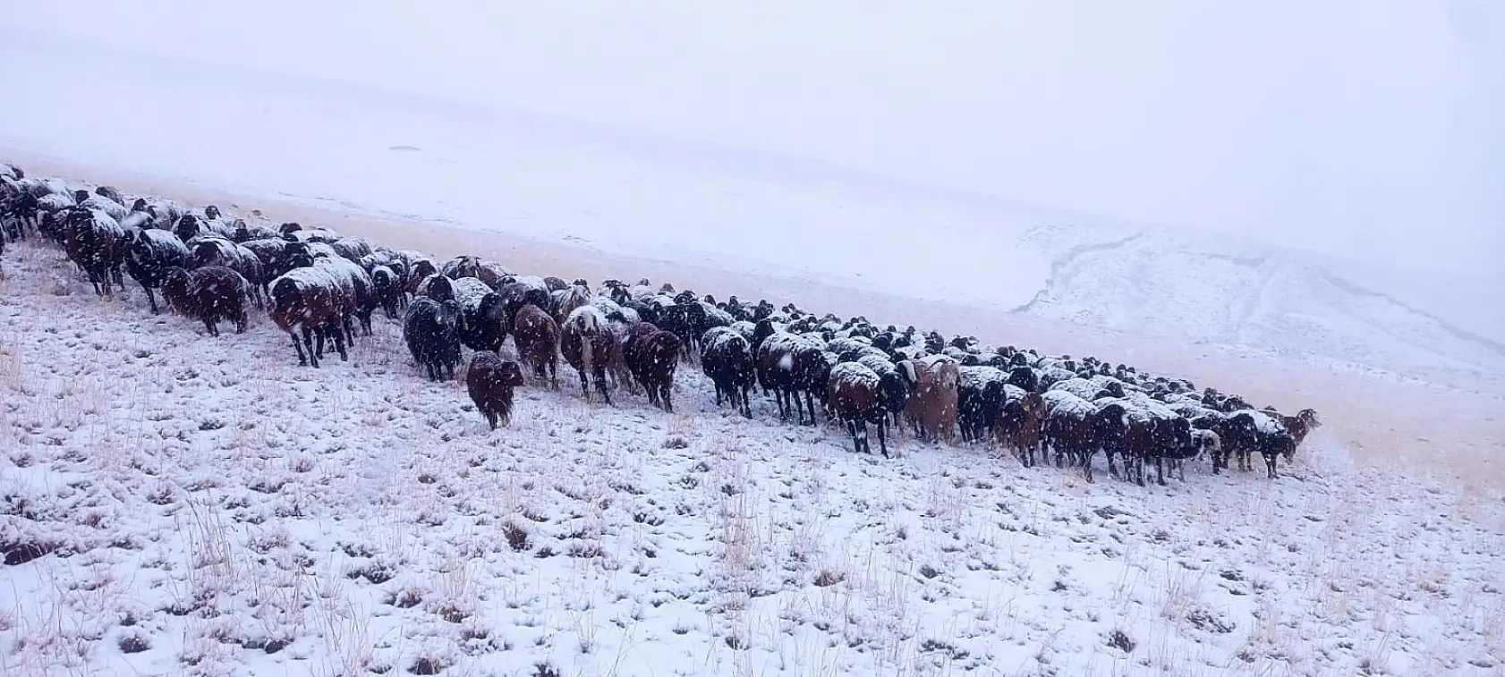 Hamur'un yaylalarında sürüler kar nedeniyle köye döndü