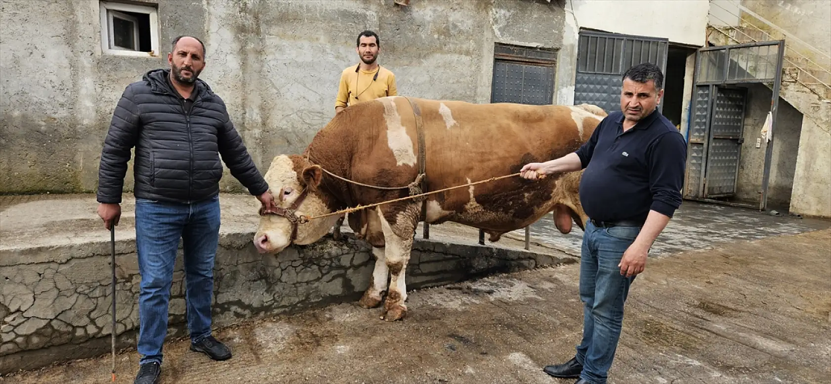 Ağrı'da dev kurbanlık rekor fiyata satıldı: 1 ton 190 kilogramlık 'Bahri' 500 bin lira etti