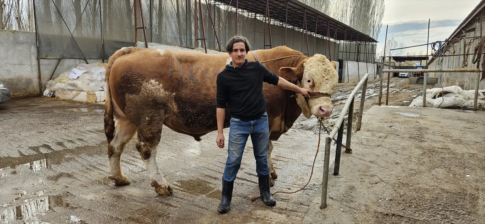 Ağrı'da dev kurbanlık rekor fiyata satıldı: 1 ton 190 kilogramlık 'Bahri' 500 bin lira etti