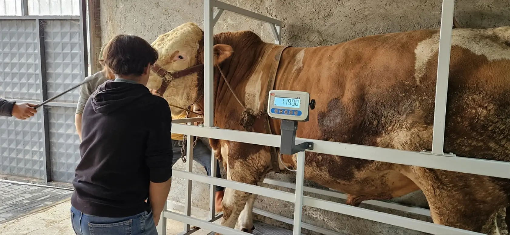 Ağrı'da dev kurbanlık rekor fiyata satıldı: 1 ton 190 kilogramlık 'Bahri' 500 bin lira etti