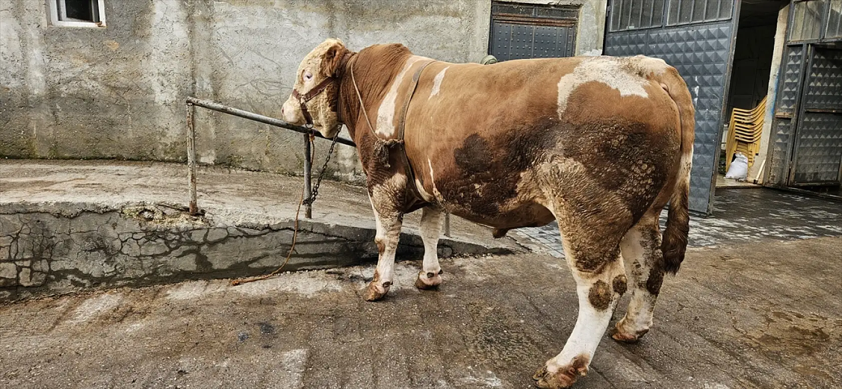 Ağrı'da dev kurbanlık rekor fiyata satıldı: 1 ton 190 kilogramlık 'Bahri' 500 bin lira etti