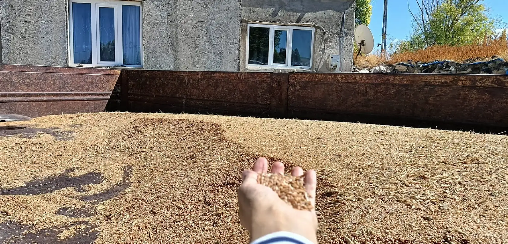 Ağrı'da çiftçinin gelecek yıl umudu torbalarda saklanıyor