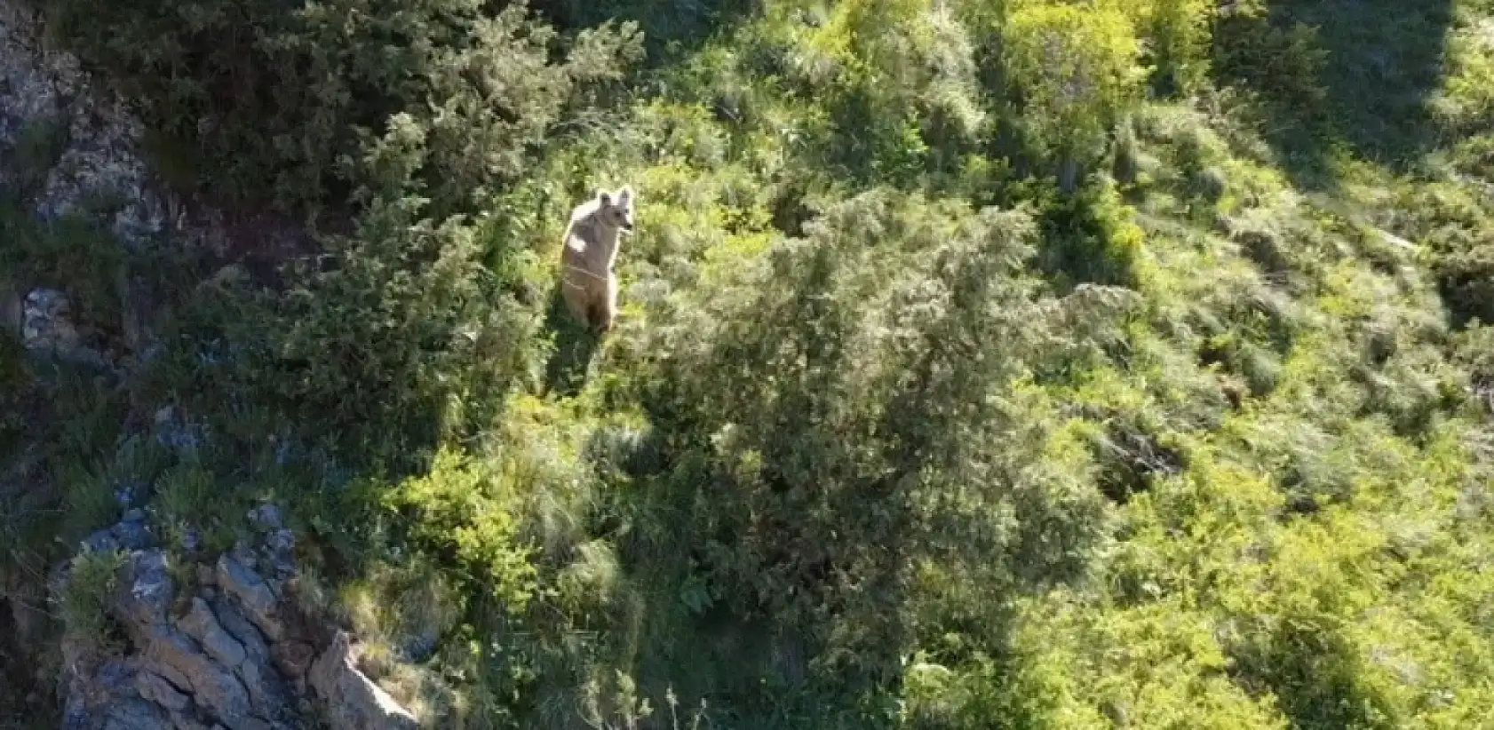Erzurum'da doğa tutkununu heyecanlandıran anlar! Dron kamerasına yansıyan görüntüler ilgi çekti
