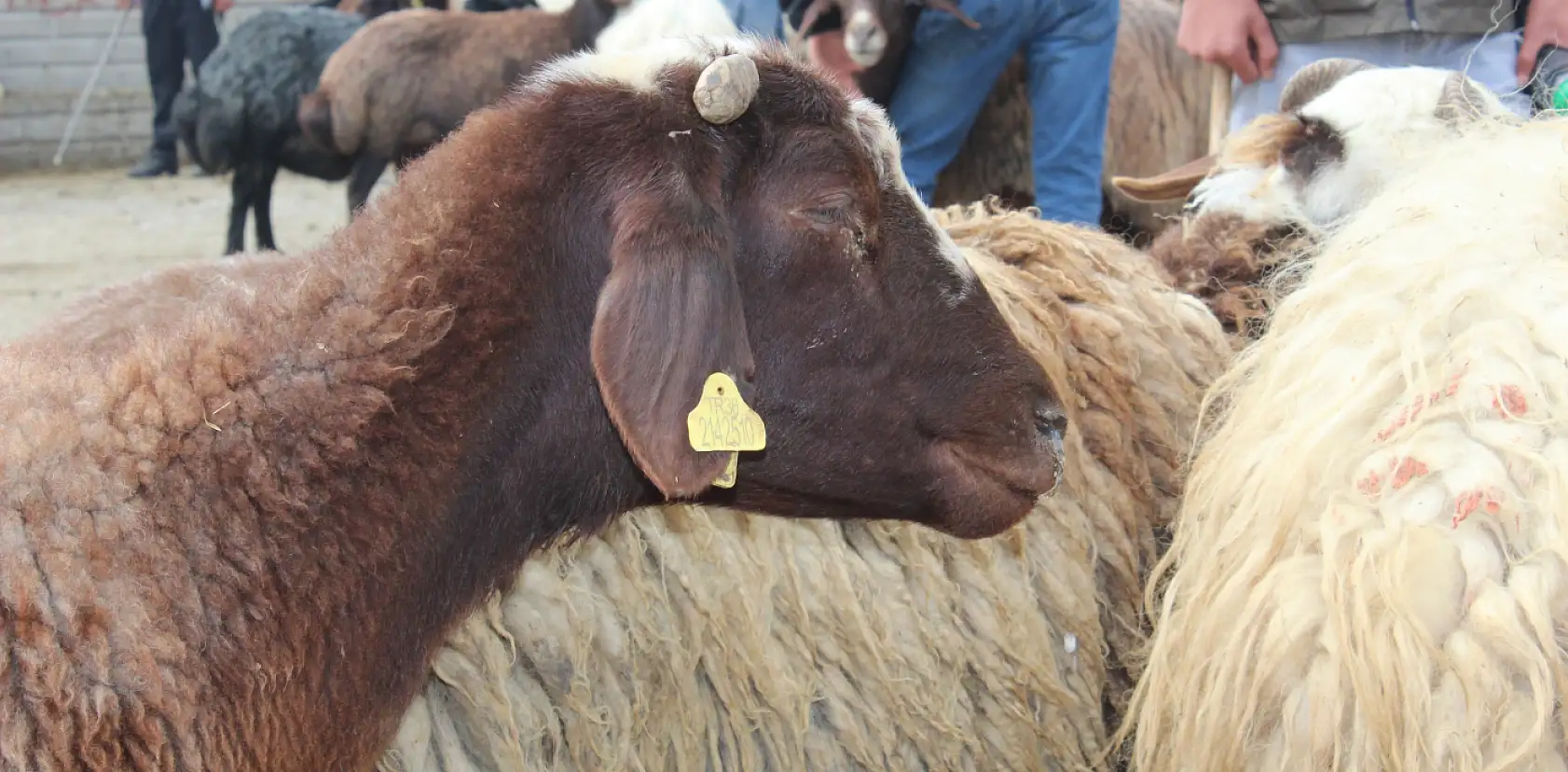 Ağrı kurban pazarında ikinci gün hareketliliği yaşandı