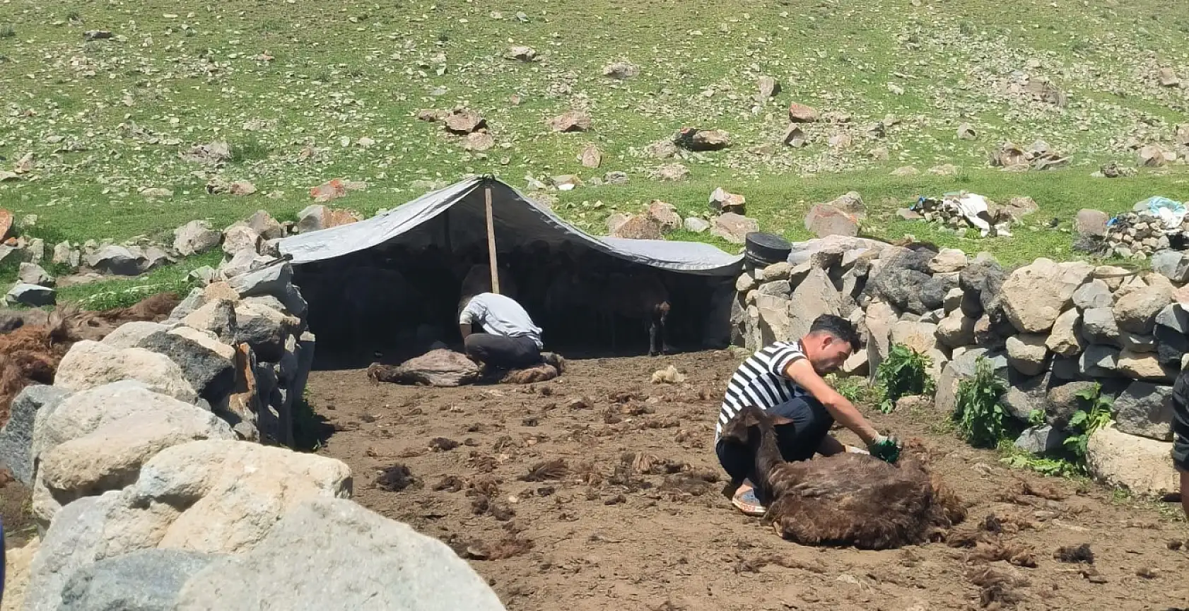 Ağrı Dağı yaylalarında koyun kırkma mesaisi başladı
