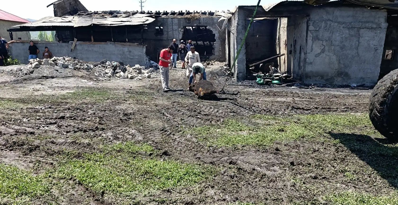 Ağrı'da yangında telef olan 30 büyükbaş hayvan toprağa gömüldü