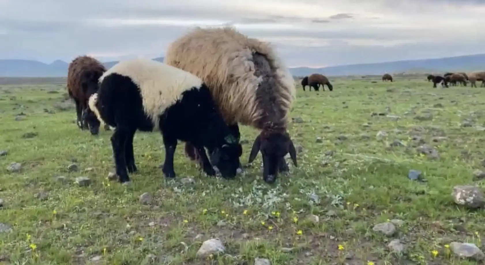 Ağrı'da hayvanların mera hasreti sona erdi