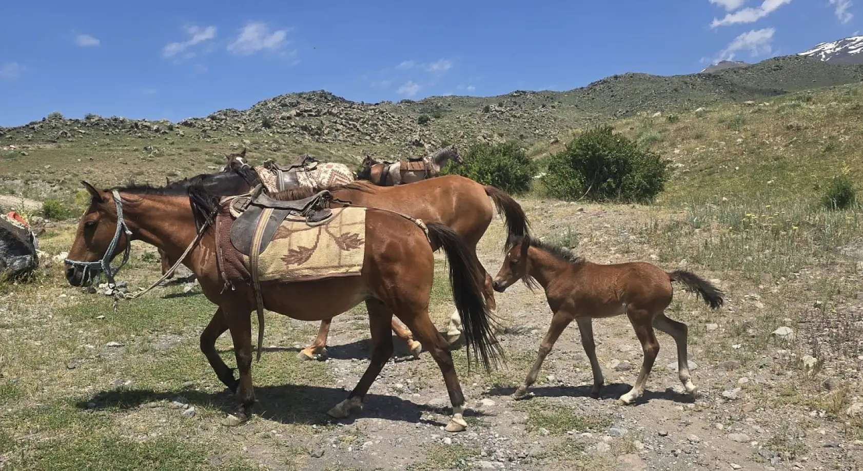 Ağrı Dağı'nın görünmez kahramanları! zirvenin en ağır yükünü onlar taşıyor