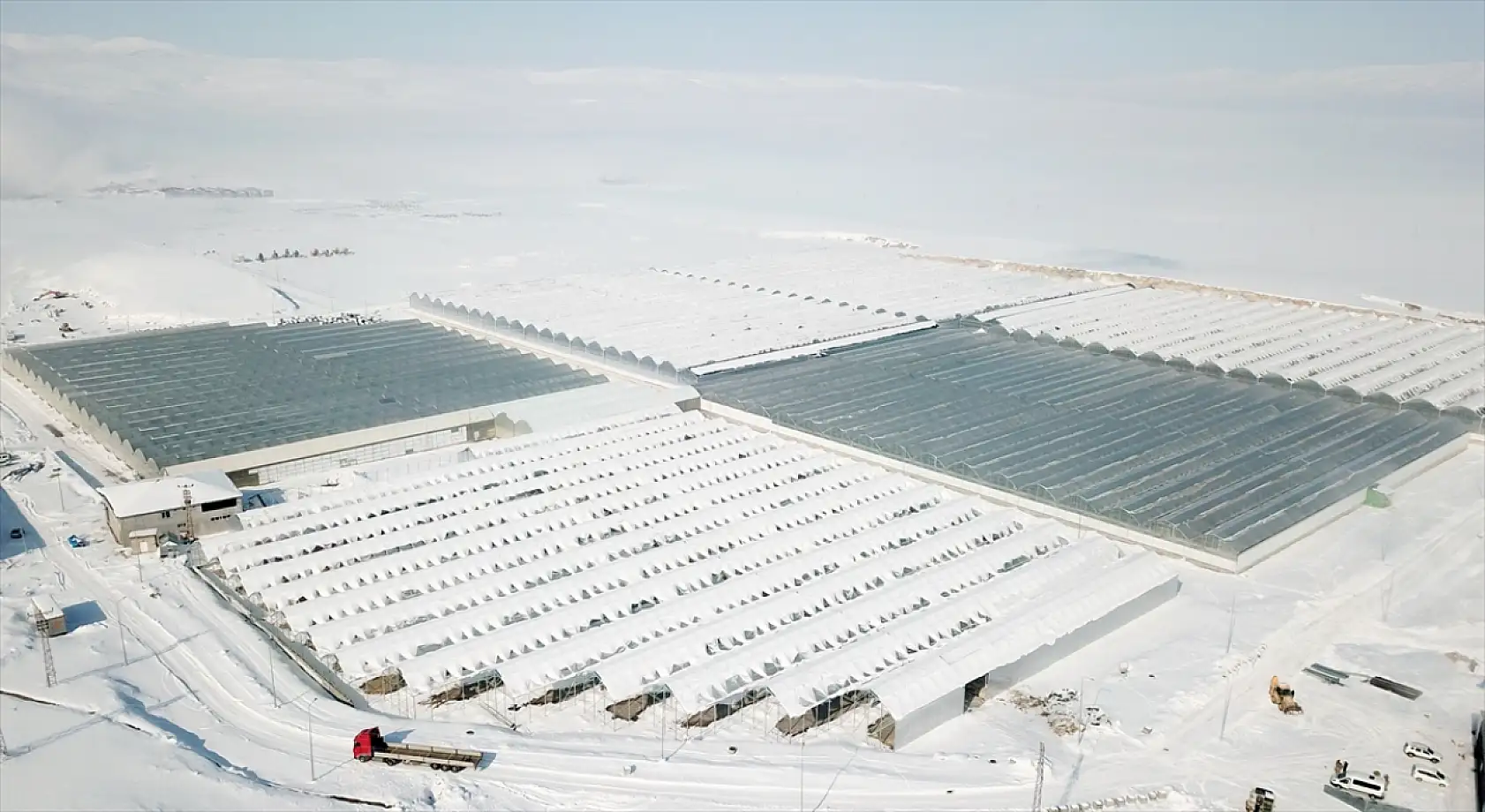 Ağrı'da jeotermal mucizesi: Domatesler Avrupa yolunda