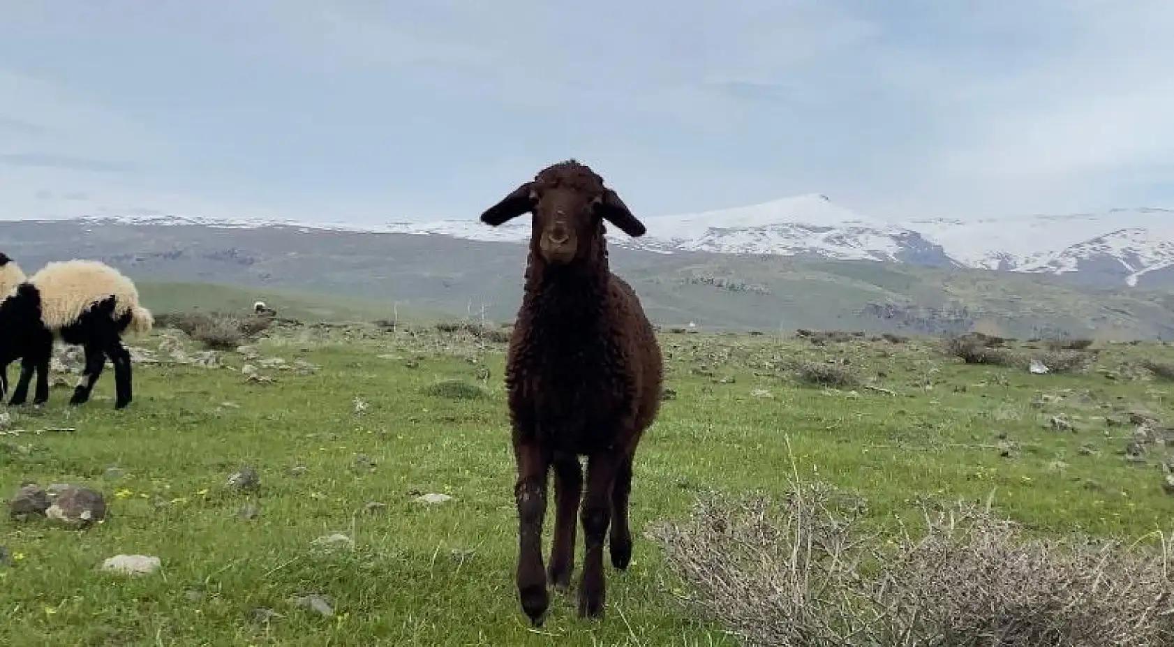 Ağrı'da hayvanların mera hasreti sona erdi