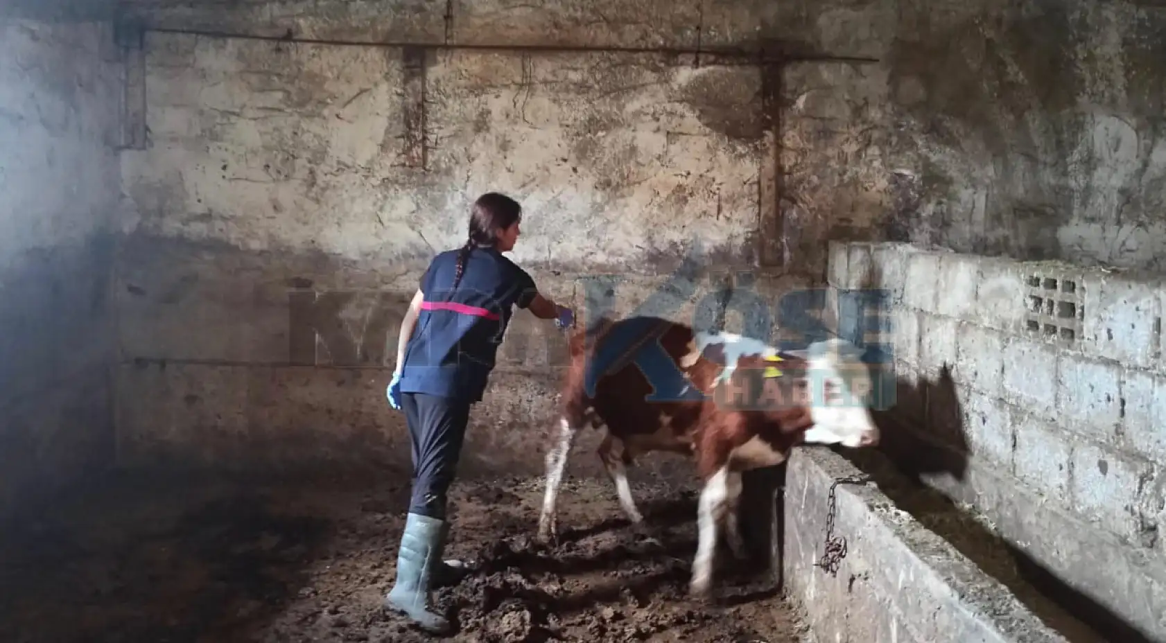 Doğubayazıt'ta şap hastalığına karşı aşı seferberliği devam ediyor