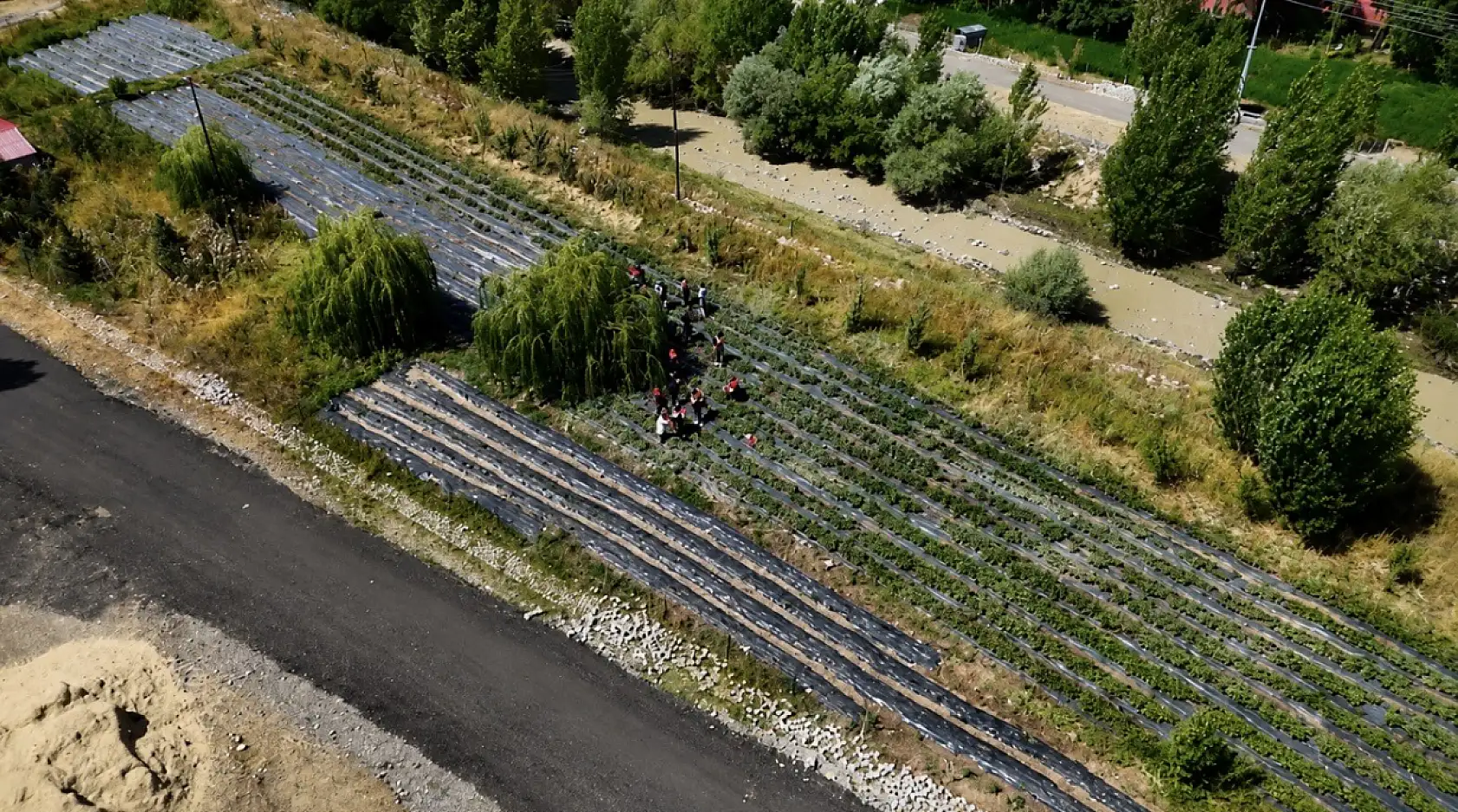 Ağrı'nın soğuğu çileğe yaradı: Bu yıl 200 tona yakın hasat bekleniyor