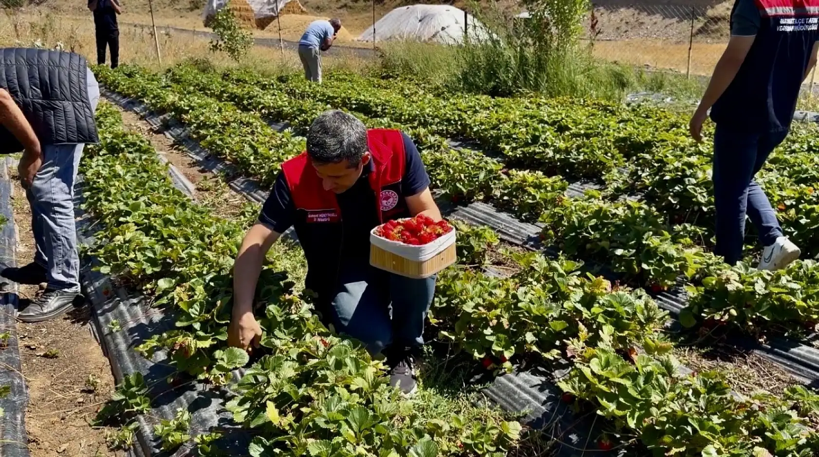 Ağrı'nın soğuğu çileğe yaradı: Bu yıl 200 tona yakın hasat bekleniyor