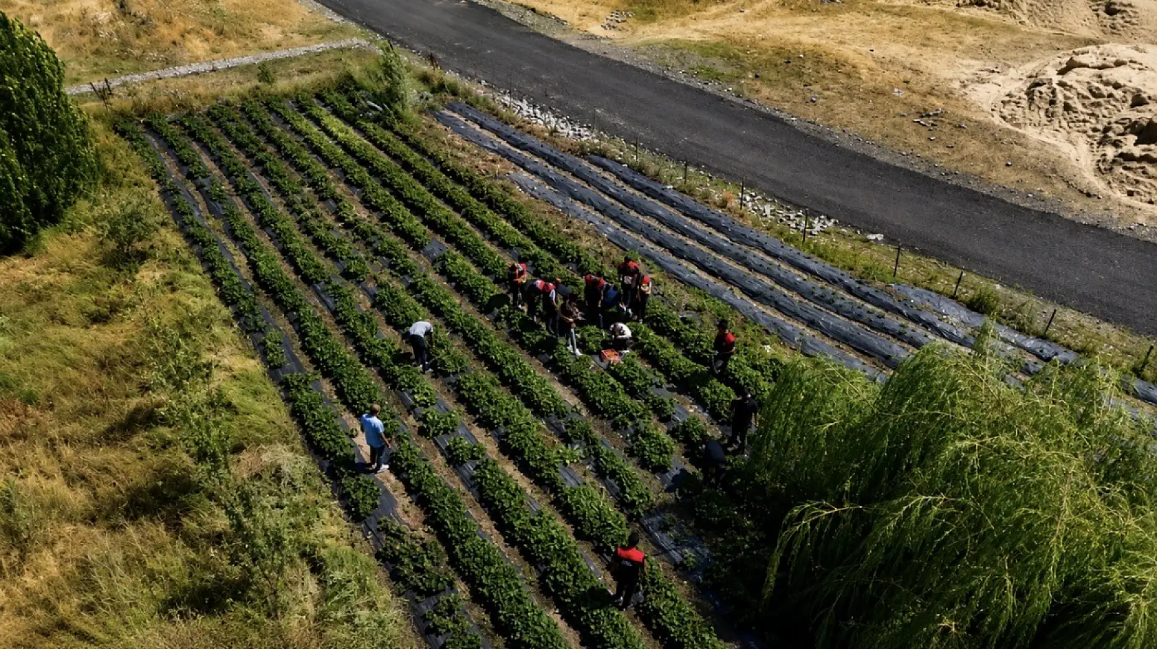 Ağrı'nın soğuğu çileğe yaradı: Bu yıl 200 tona yakın hasat bekleniyor