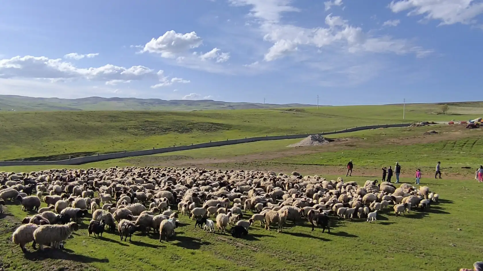Baharın en güzel buluşması Ahlat'ta yaşandı koyunlar yavrularına koştu
