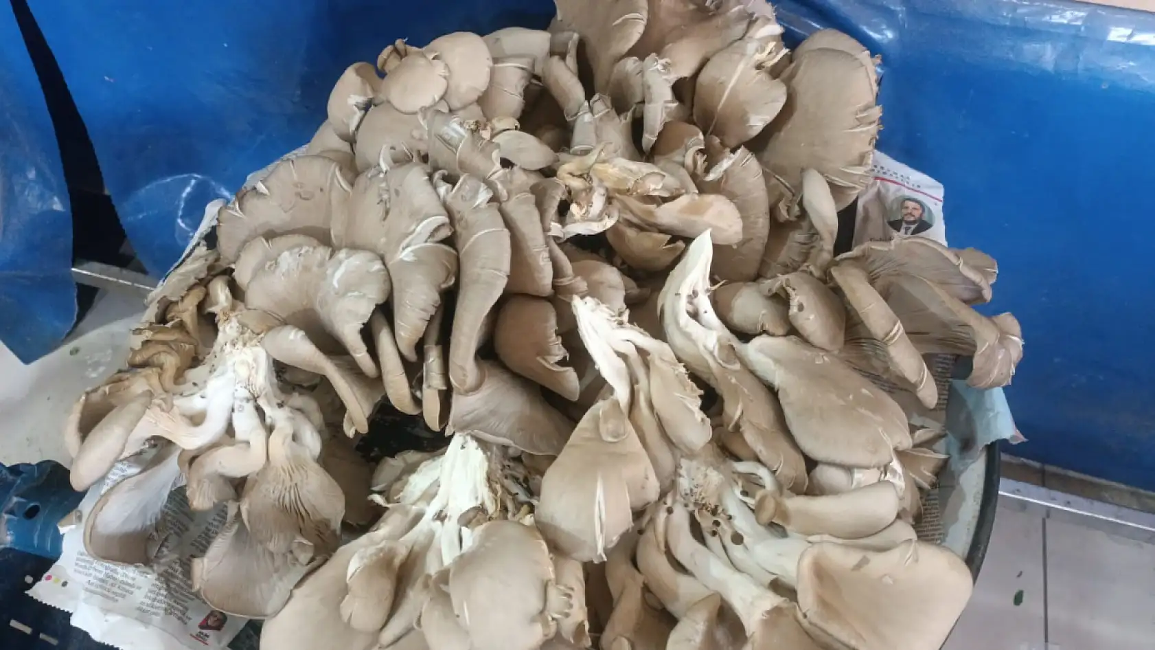 Ağrı'da istiridye mantarı yaygınlaşıyor