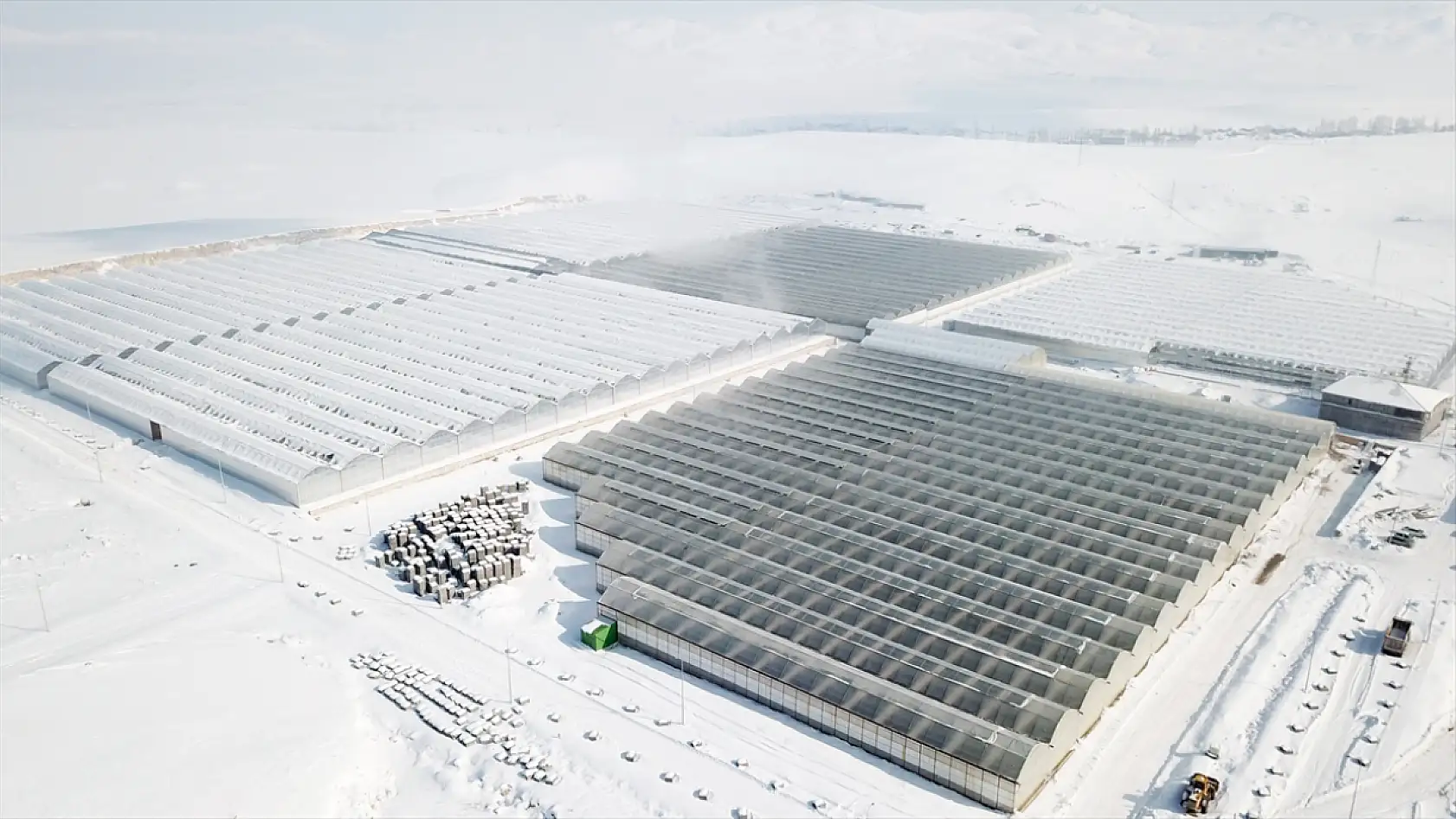 Ağrı'da jeotermal mucizesi: Domatesler Avrupa yolunda