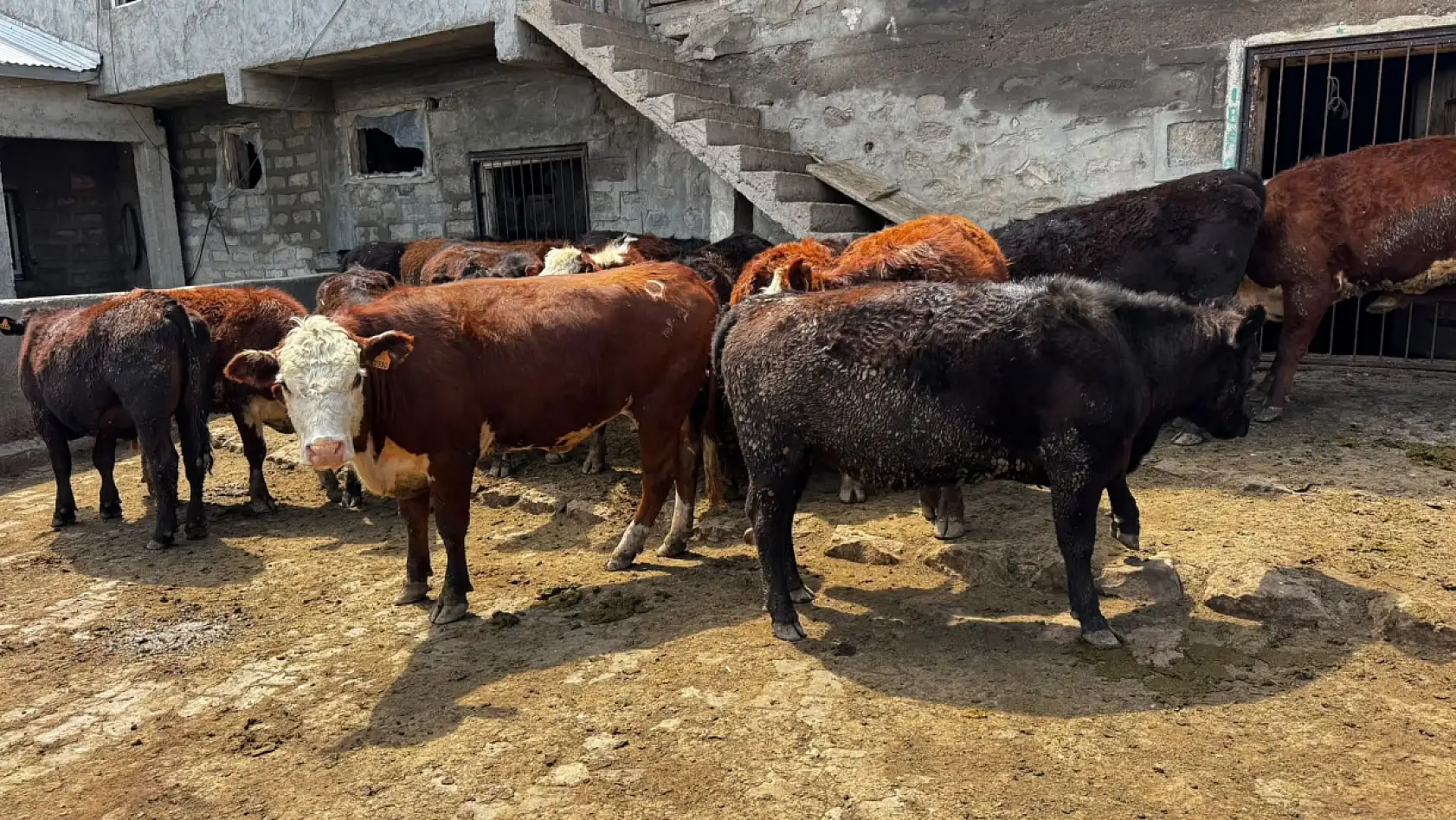 Ağrı'da damızlık düve desteği üreticinin yüzünü güldürdü