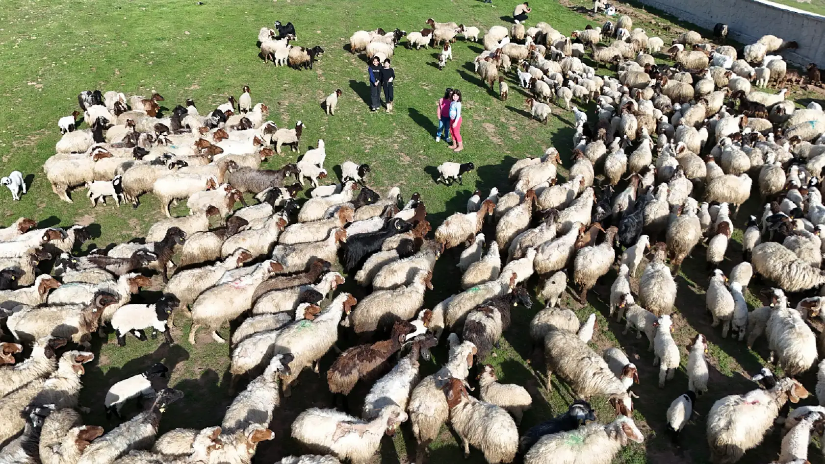 Baharın en güzel buluşması Ahlat'ta yaşandı koyunlar yavrularına koştu