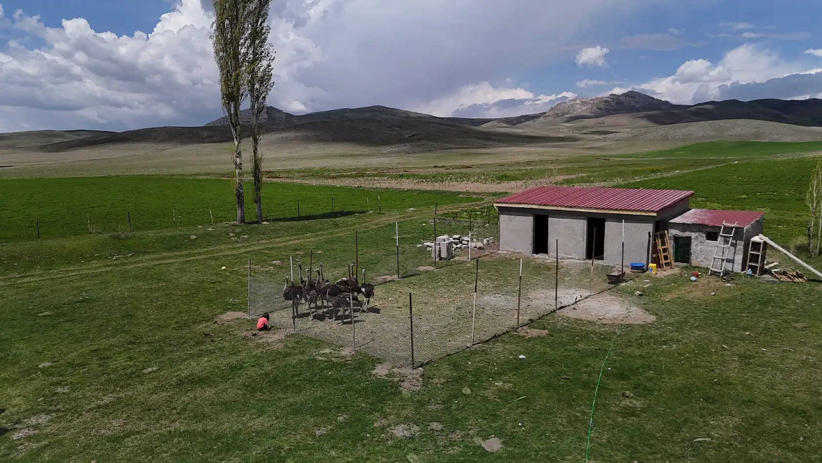 Ağrı'dan getirdi, Sivas'ta ilk oldu: Deve kuşlarıyla üretime hazırlanıyor