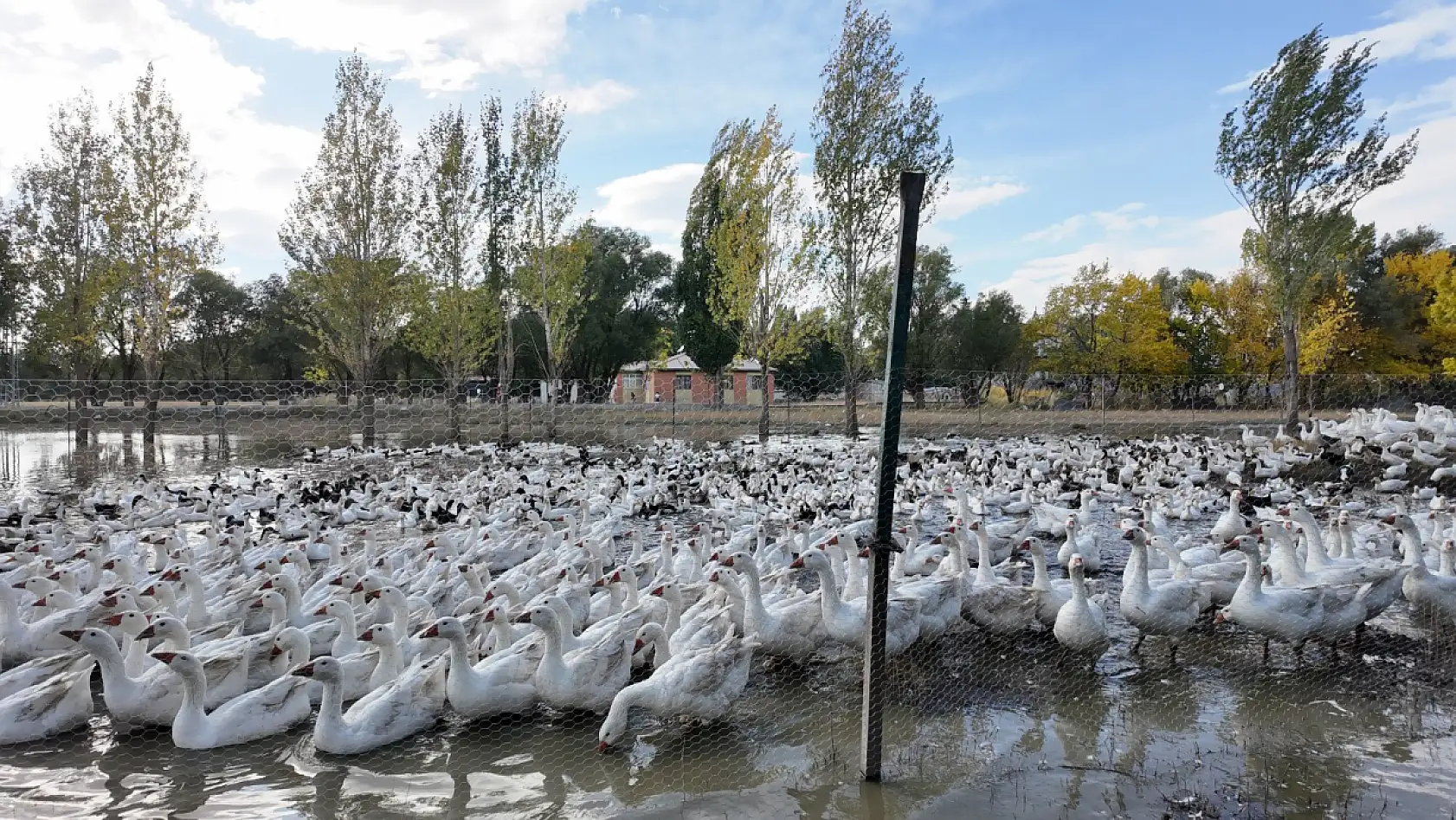 Ağrı'da üretim aşkıyla kurulan çiftlikte tebessüm ettiren manzara
